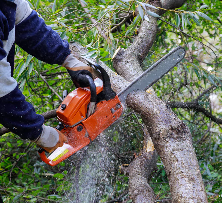 Priya Tree Cutting