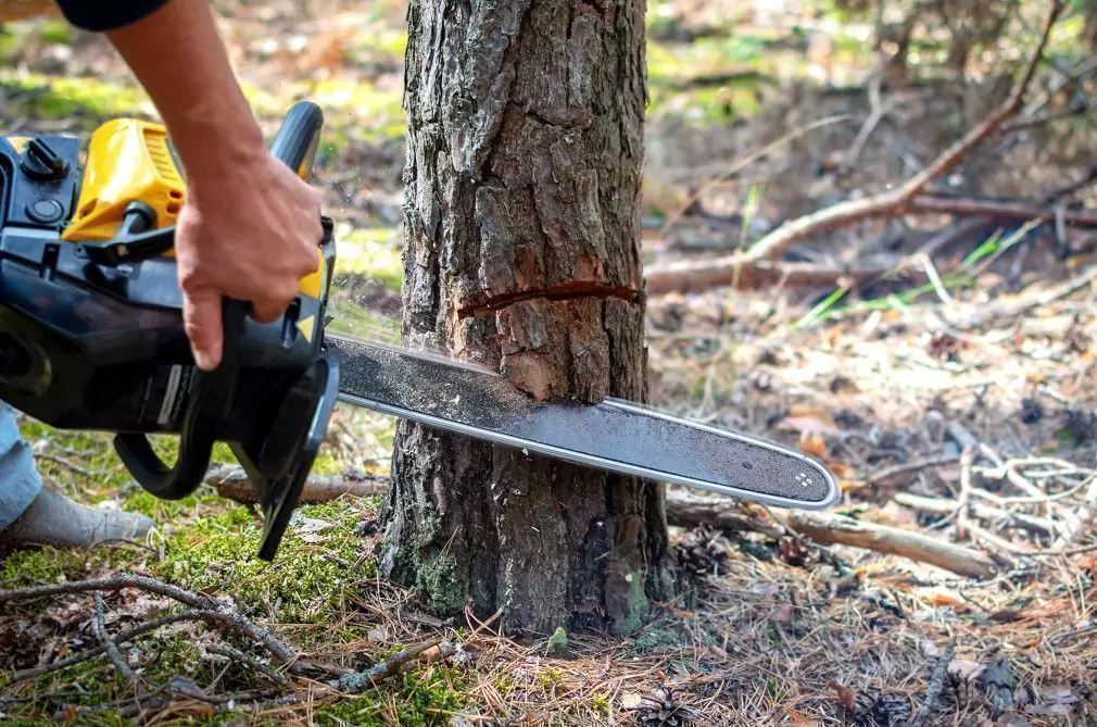 Tree Removal
